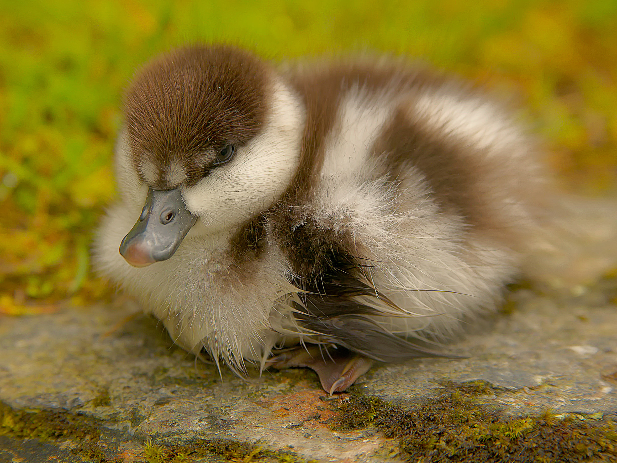 Schellente, Neuseeland